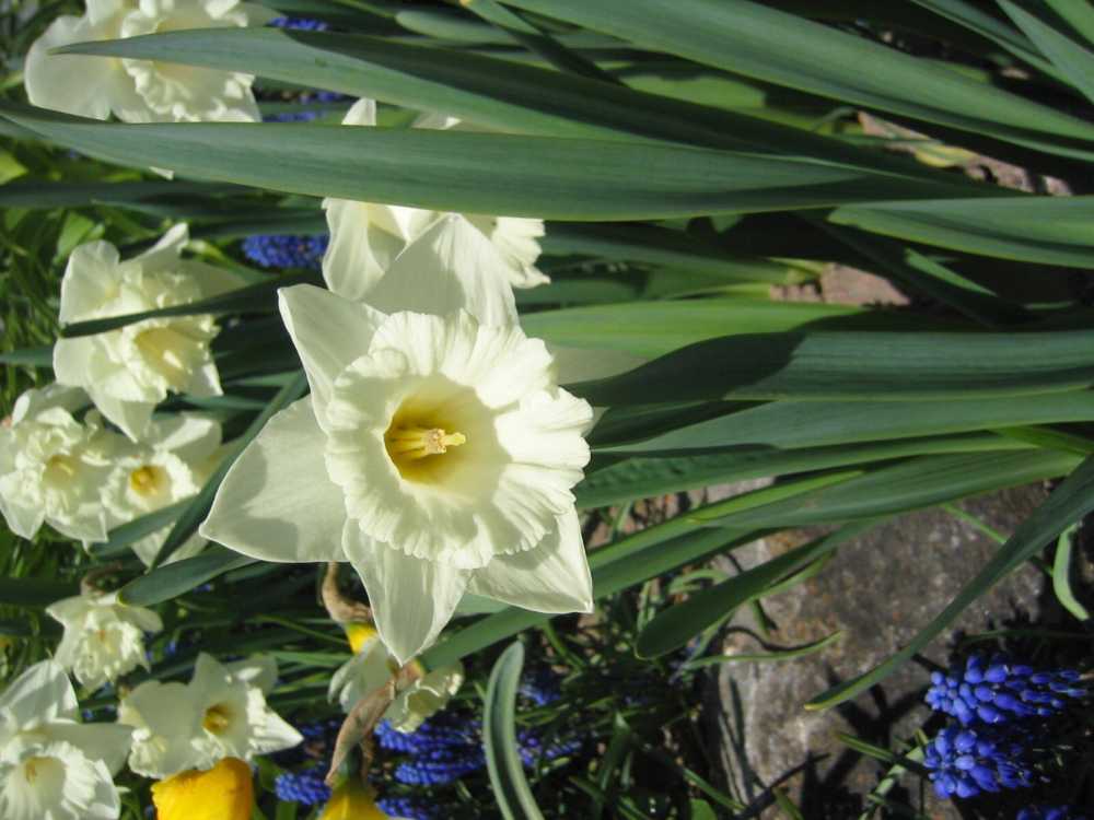 Narcissus pseudonarcissus 'Mount Hood' (Osterglocke, Tropeten-Narzisse)